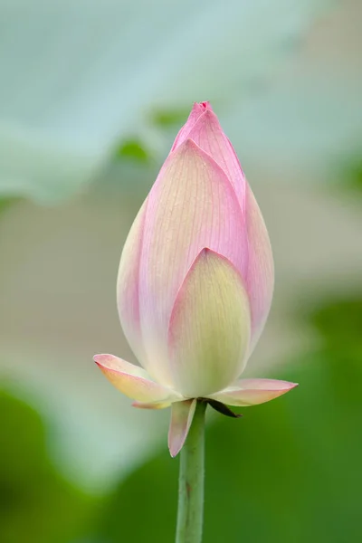 Lotus Bahçe Asya Suyun Üzerindeki Güzel Nilüfer Çiçeği Temmuz 2008 — Stok fotoğraf
