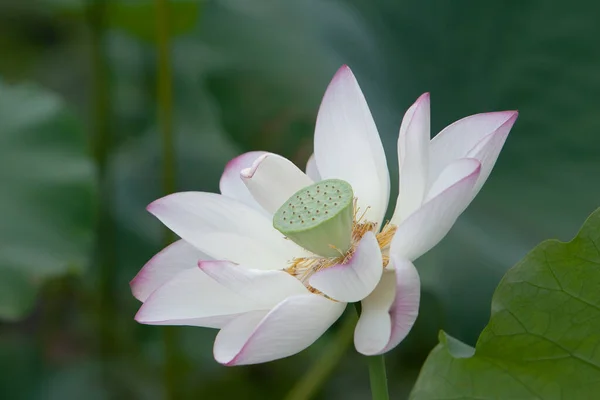 Lotus Jardin Asia Belle Fleur Lotus Sur Eau Juillet 2008 — Photo