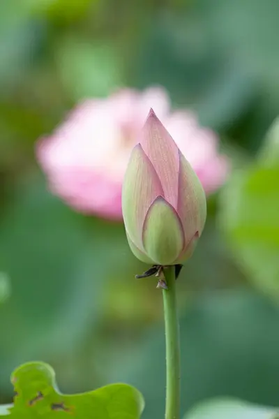 Loto Jardín Asia Hermosa Flor Loto Agua Julio 2008 — Foto de Stock