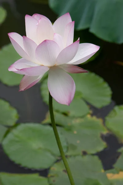 Lotus Jardin Asia Belle Fleur Lotus Sur Eau Juillet 2008 — Photo