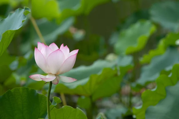 Lotus Garden Asia Beautiful Lotus Flower Water July 2008 — Stock Photo, Image