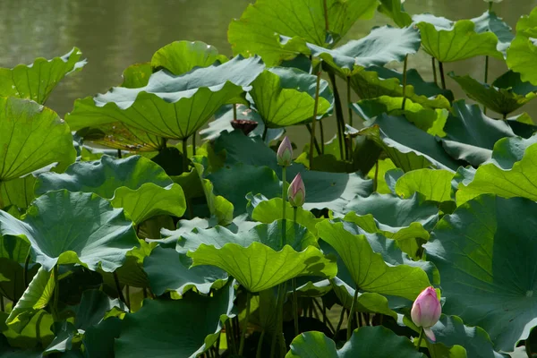 Lotus Zahrada Asii Krásný Lotosový Květ Vodě Červenec 2008 — Stock fotografie