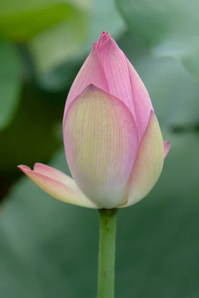 Lotus Tuin Azië Mooie Lotusbloem Het Water Juli 2008 — Stockfoto