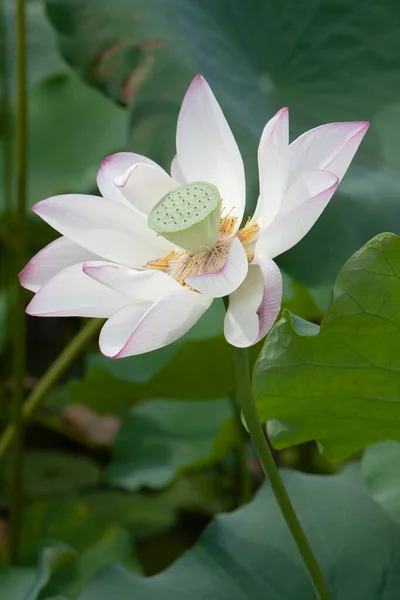 Lotus Jardin Asia Belle Fleur Lotus Sur Eau Juillet 2008 — Photo