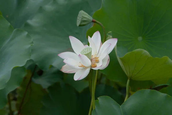 Lotus Garden Asia Beautiful Lotus Flower Water July 2008 — Stock Photo, Image