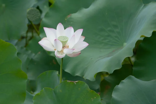 Lotus Garden Asia Beautiful Lotus Flower Water July 2008 — Stock Photo, Image