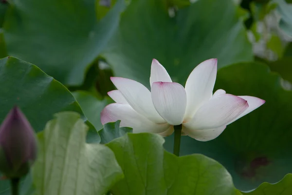 Lotus Garden Asia Beautiful Lotus Flower Water July 2008 — Stock Photo, Image