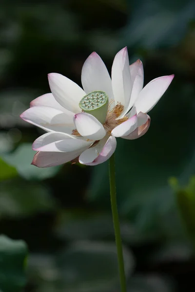 Lotus Jardin Asia Belle Fleur Lotus Sur Eau Juillet 2008 — Photo