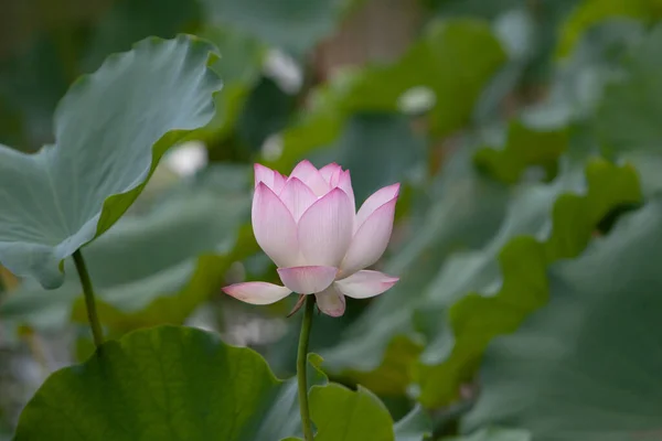 Lotus Grădină Asia Frumoasă Floare Lotus Apă Iulie 2008 — Fotografie, imagine de stoc