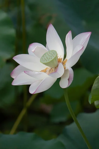 Lotus Garten Asien Schöne Lotusblume Auf Dem Wasser Juli 2008 — Stockfoto