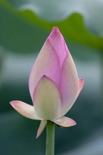 Lotus. Garden, asia. beautiful lotus flower on the water 6 July 2008