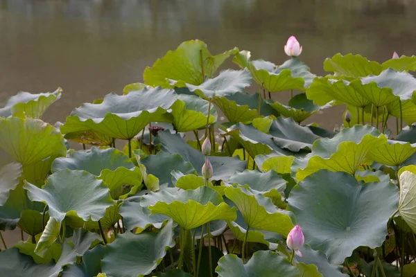 Lotus Här Trädgård Asien Vacker Lotusblomma Vattnet Juli 2008 — Stockfoto