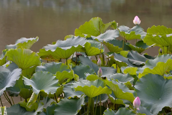 Lotos Ogród Azja Piękny Kwiat Lotosu Wodzie Lipca 2008 — Zdjęcie stockowe