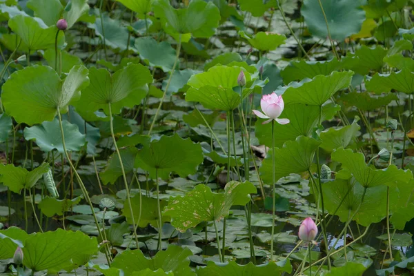 Lotus Garten Asien Schöne Lotusblume Auf Dem Wasser Juli 2008 — Stockfoto