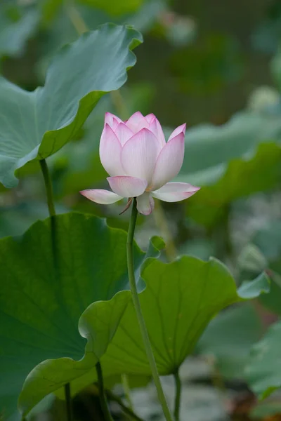 Lotos Ogród Azja Piękny Kwiat Lotosu Wodzie Lipca 2008 — Zdjęcie stockowe