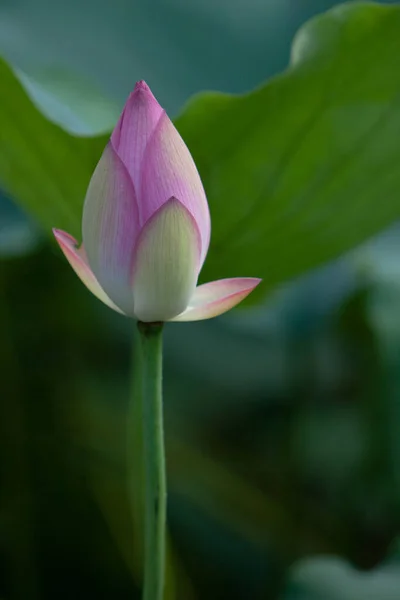 Lotus Zahrada Asii Krásný Lotosový Květ Vodě Červenec 2008 — Stock fotografie