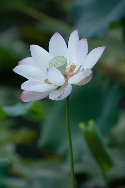 Lotus Garten Asien Schöne Lotusblume Auf Dem Wasser Juli 2008 — Stockfoto