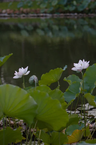 莲花花园 2008年7月6日湖上美丽的荷花 — 图库照片