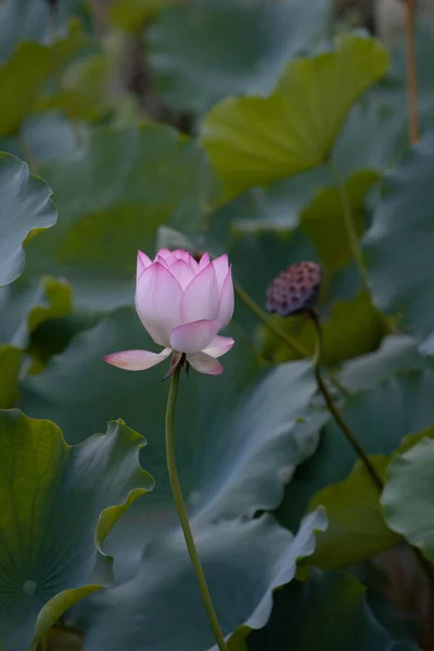 Lotus Grădină Asia Frumoasă Floare Lotus Apă Iulie 2008 — Fotografie, imagine de stoc