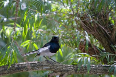 Willie Wagtail, Rhipidura leucophrys, açık havaya tünemiş.