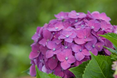 Kan zambağı, 9 Haziran 2008 doğasında güzel bir çiçek