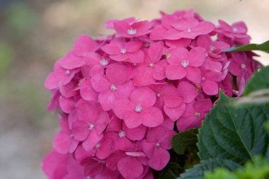 Kan zambağı, 9 Haziran 2008 doğasında güzel bir çiçek