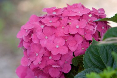 Kan zambağı, 9 Haziran 2008 doğasında güzel bir çiçek