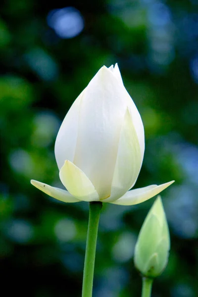 Weiße Lotusblume Oder Seerose Zur Sommerzeit Juni 2008 — Stockfoto