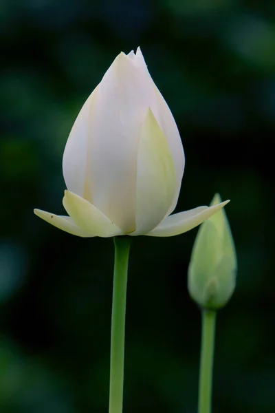 Белый Цветок Лотоса Водяная Лилия Летнее Время Июня 2008 — стоковое фото