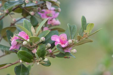 Hong Kong 'da çiçeğin doğası 12 Mayıs 2008