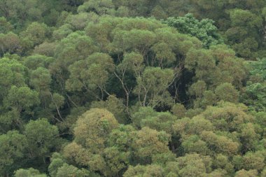 Açık havada yeşil bitkiyle birlikte doğa arka planı 12 Mayıs 2008