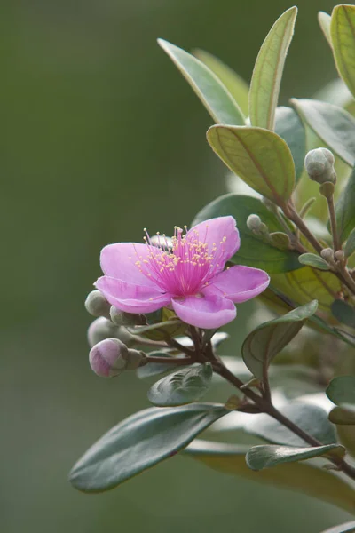 the nature background of flower at hong kong  12 May 2008