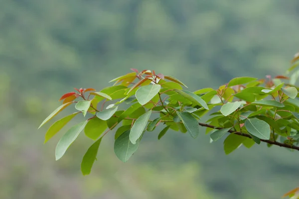 Fondo Naturaleza Con Planta Verde Aire Libre Mayo 2008 — Foto de Stock