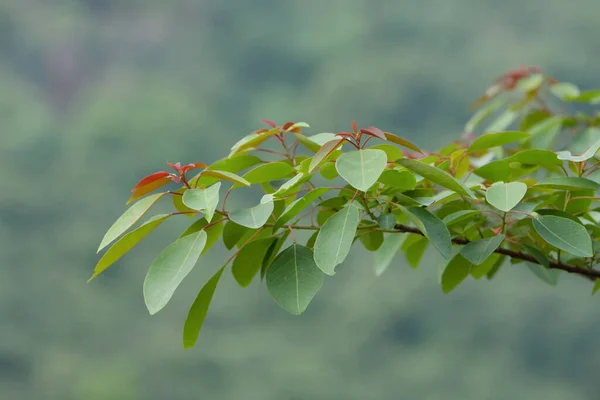 Fondo Naturaleza Con Planta Verde Aire Libre Mayo 2008 — Foto de Stock