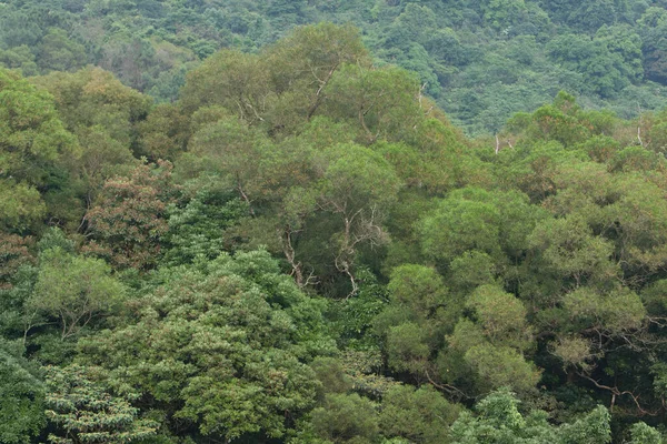 Природа Фон Зеленым Растением Открытом Воздухе Мая 2008 — стоковое фото