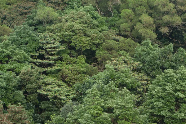 Naturhintergrund Mit Grüner Pflanze Freien Mai 2008 — Stockfoto