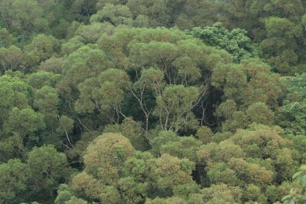 Sfondo Naturale Con Pianta Verde All Aperto Maggio 2008 — Foto Stock