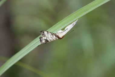 Bir kelebek 12 Mayıs 2008 'de ağaç dallı ağaçlar arasındadır