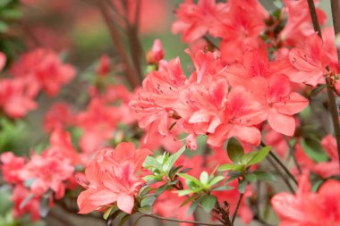 Pembe Nerium Oleander 'ın çiçeği 12 Mayıs 2008