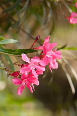 Pembe Nerium Oleander 'ın çiçeği 12 Mayıs 2008