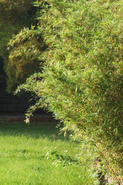 Bambu. Takipçiler 12 Mayıs 2008 'de sadece saplarıyla yakından bakıyorlar.