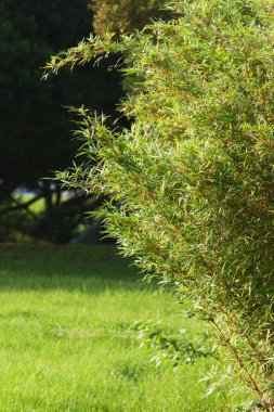 Bambu. Takipçiler 12 Mayıs 2008 'de sadece saplarıyla yakından bakıyorlar.