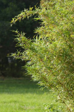 Bambu. Takipçiler 12 Mayıs 2008 'de sadece saplarıyla yakından bakıyorlar.