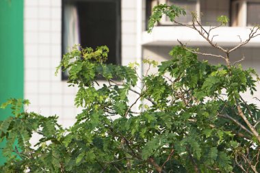 Hong Kong Bilim ve Teknoloji Üniversitesi 12 Mayıs 2008