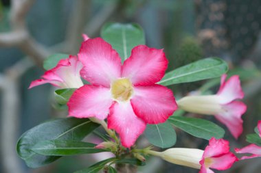 24 Mayıs 2008 'de Hong Kong Parkı' ndaki çiçek. 