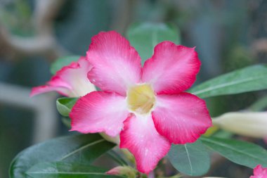 24 Mayıs 2008 'de Hong Kong Parkı' ndaki çiçek. 