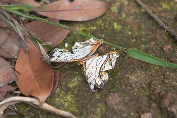 2008年5月12日 一只蝴蝶出现在树枝丛中 — 图库照片