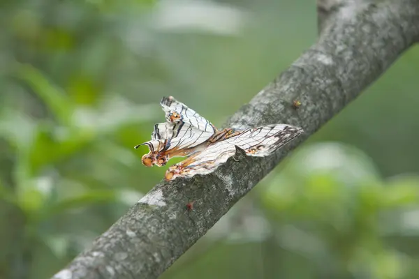 2008年5月12日 一只蝴蝶出现在树枝丛中 — 图库照片