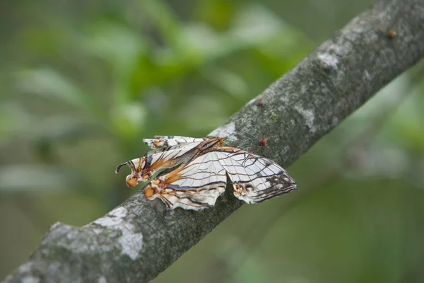 Μια Πεταλούδα Είναι Ανάμεσα Στα Δέντρα Κλαδί Δέντρο Ενδέχεται 2008 — Φωτογραφία Αρχείου