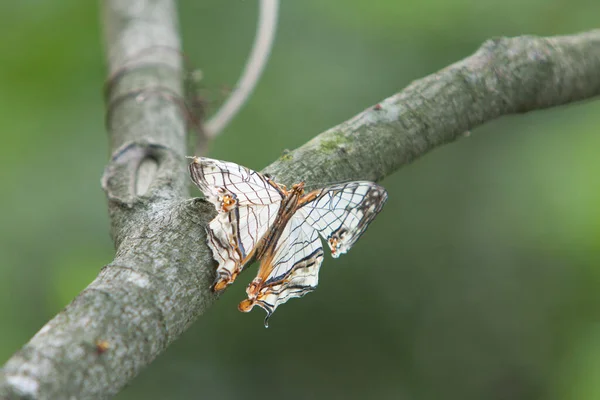 Бабочка Среди Деревьев Веткой Деревьев Мая 2008 — стоковое фото